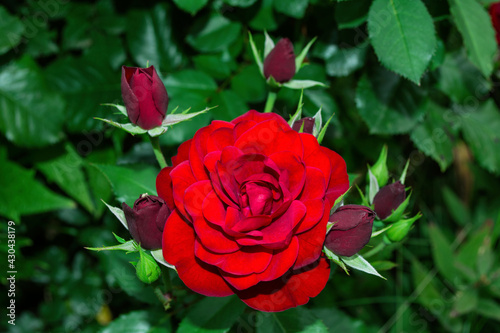 Bush red Rose close up on green leaves background. Selective focus  soft blurry background.