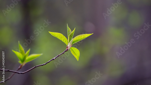 green sprouts in close-up 7