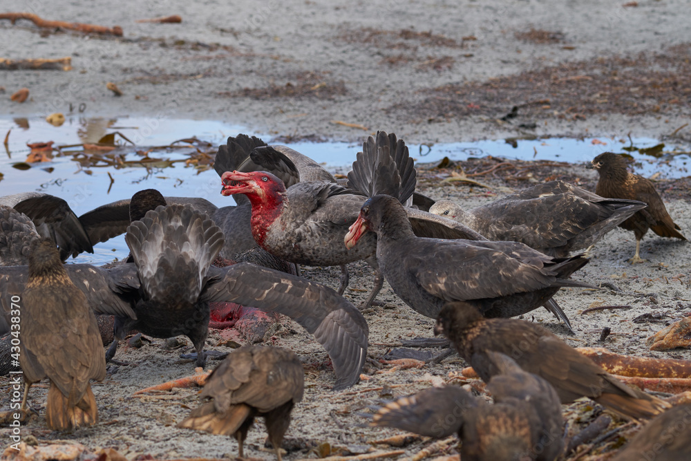 Fototapeta premium Mixed group of Southern Giant Petrel (Macronectes giganteus), Northern Giant Petrel (Macronectes halli) and Striated Caracara feeding on the carcass of a Southern Elephant Seal on Sea Lion Island