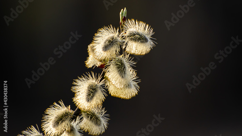 spring buds of pussy willow close-up