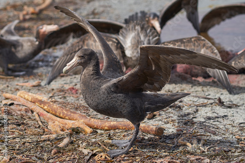 Mixed group of Southern Giant Petrel (Macronectes giganteus), Northern Giant Petrel (Macronectes halli) and Striated Caracara feeding on the carcass of a Southern Elephant Seal on Sea Lion Island