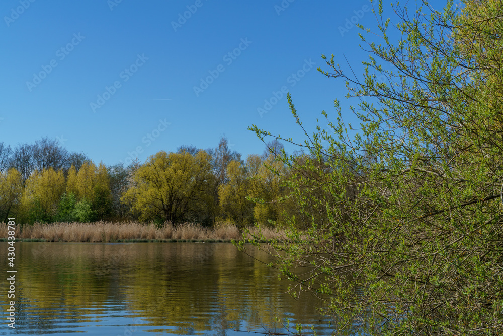 Schöner Blick auf das andere Schilfrohr-Ufer am Teich 