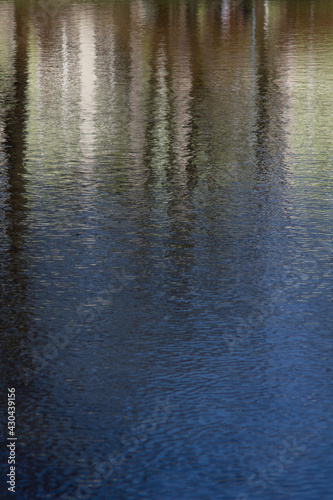 water reflects trees