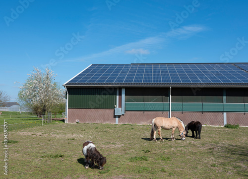 horse and ponies near barn with solar panels in the netherlands on sunny spring day