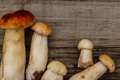 Freshly picked porcini mushrooms on rustic wooden table. Top view