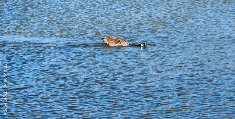 Fototapeta premium Canadian Goose Displaying Aggression