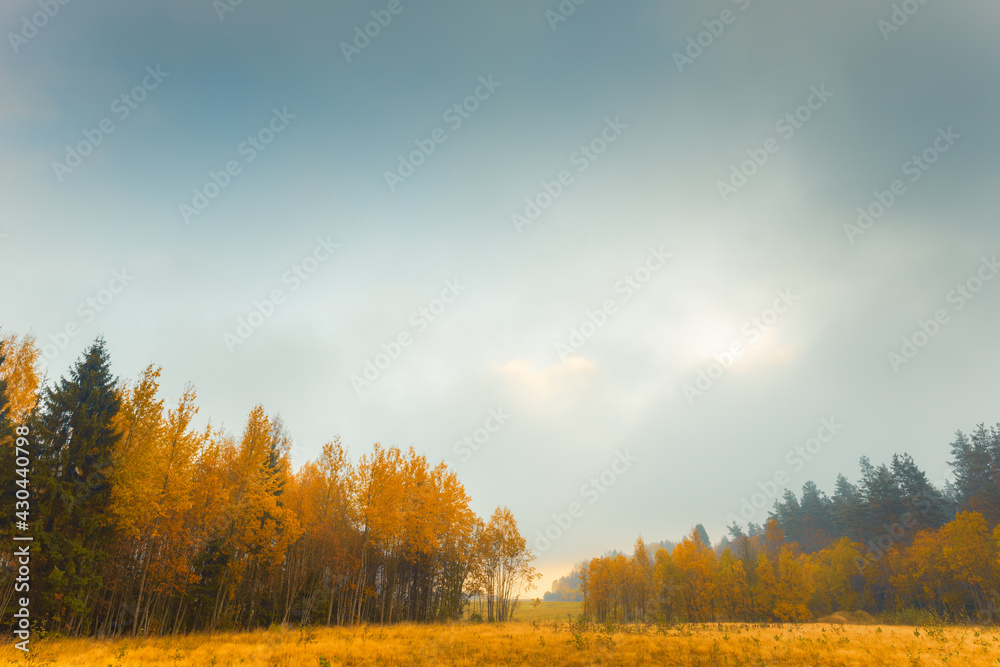 Autumn coniferous forest. Sunrise. Autumn foggy morning. Clear sky. Russia, Europe. Beautiful nature.