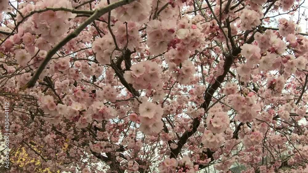 A close up view on blooming cherry tree in Matrei, Austria. The tree branches are full with flower buds. Light colors. Nature at the full blossom.
A close up view on blooming cherry tree in Matrei, Austria. The tree branches are full with flower buds. Light colors. Nature at the full blossom.