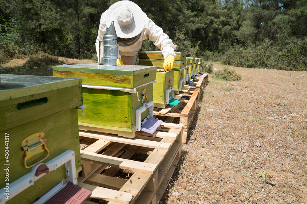 The beekeeper works with bees and honey hives on the beehive.