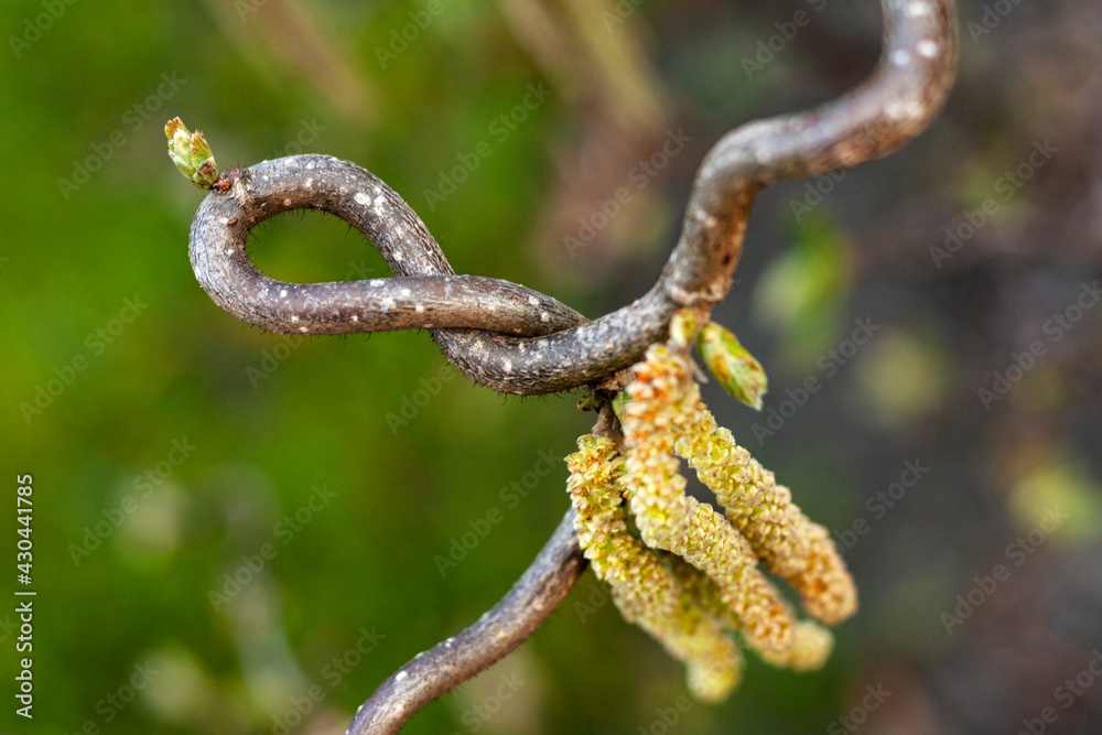 A close-up on the corkscrew hazel tree A close-up on the corkscrew hazel tree