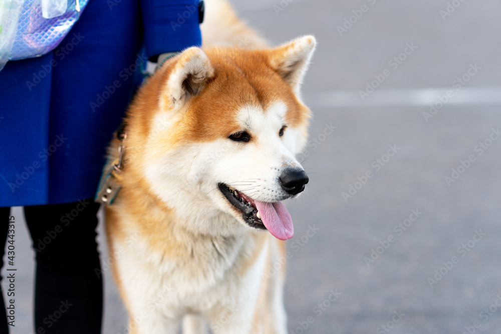 Adult Akita Inu, next to the hostess.