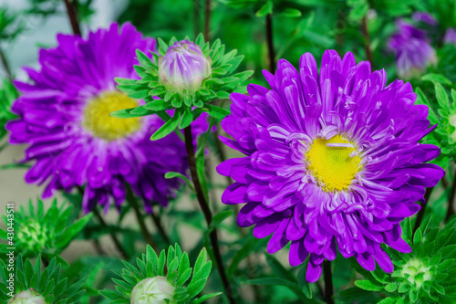 Floral garden. Purple flowers asters on green leaves background  close up. Selective focus  soft blurry background.