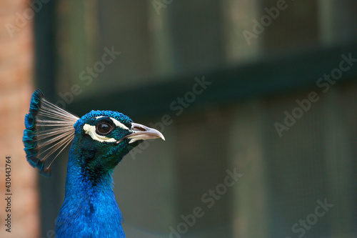 ptak zwierze kolory fauna park 
