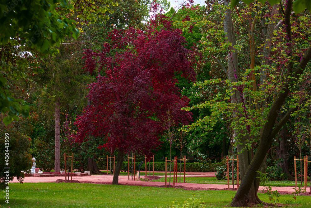 dzrewa natura zieleń wiosna rośliny park