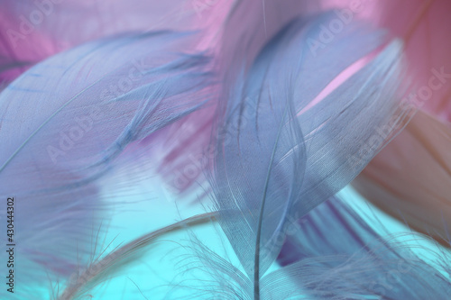 Obraz na plátně Feathers texture