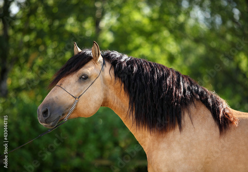 Fotografie Paso fino horse stallion portrait in summer evening ranch