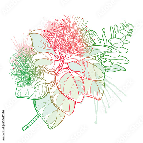 Outline branch of Metrosideros or pohutukawa or Christmas tree with red flower and pastel leaves isolated on white background.