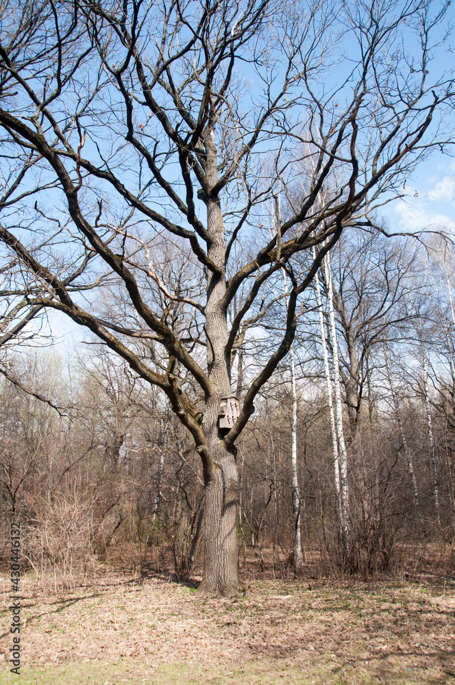 Obraz premium A birdhouse for several birds on the trunk of a large old tree. Spring landscape.