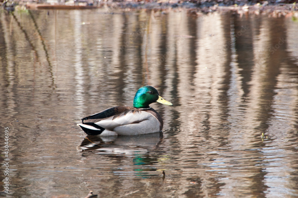 Obraz premium A mallard duck drake on the calm surface of the lake swims near the shore.