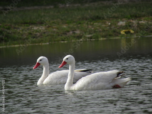 two swans on the lake