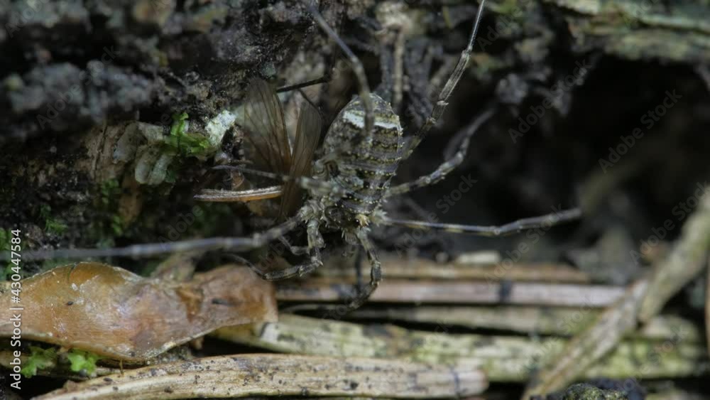 The opiliones eats the prey. The opiliones sits on rotten wood. The opiliones eats the prey. The opiliones sits on rotten wood.