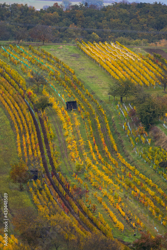 Autumn vineyard near Mutenice, Southern Moravia, Czech Republic