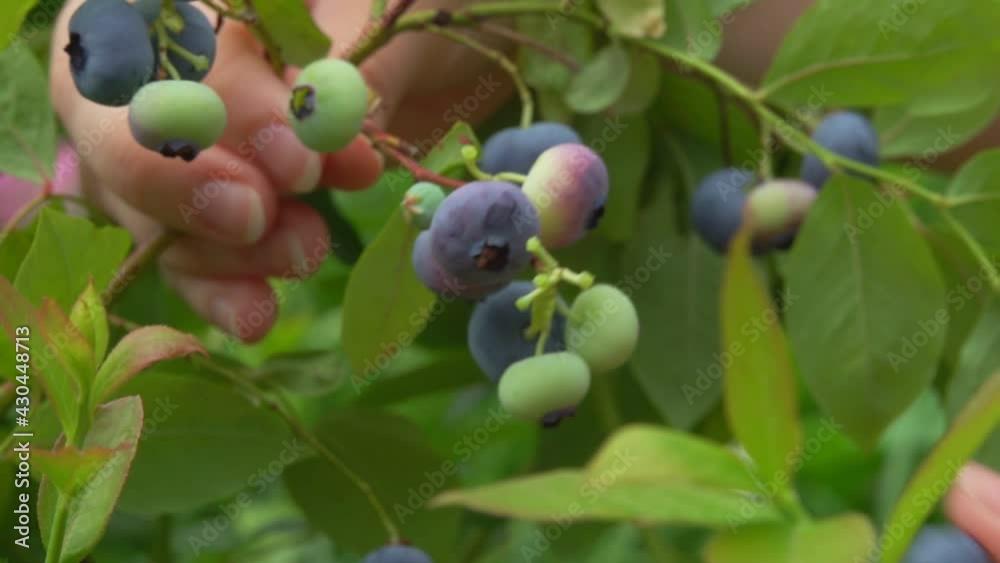 Female hands are picking large juicy ripe blueberries from the bush in slow motion Female hands are picking large juicy ripe blueberries from the bush in slow motion