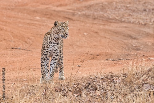 Photography Leopard at Tadoba National Park