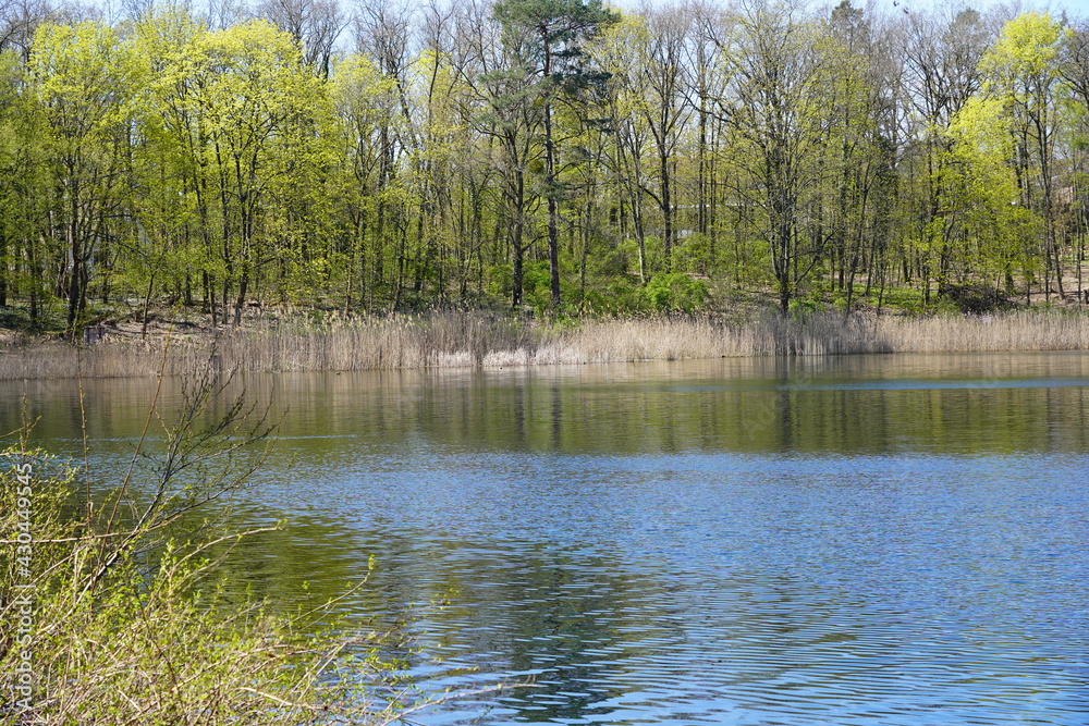 Sonnige Seenlandschaft mit Schilf und Wald im Frühling in Berlin, Schlachtensee Sonnige Seenlandschaft mit Schilf und Wald im Frühling in Berlin, Schlachtensee