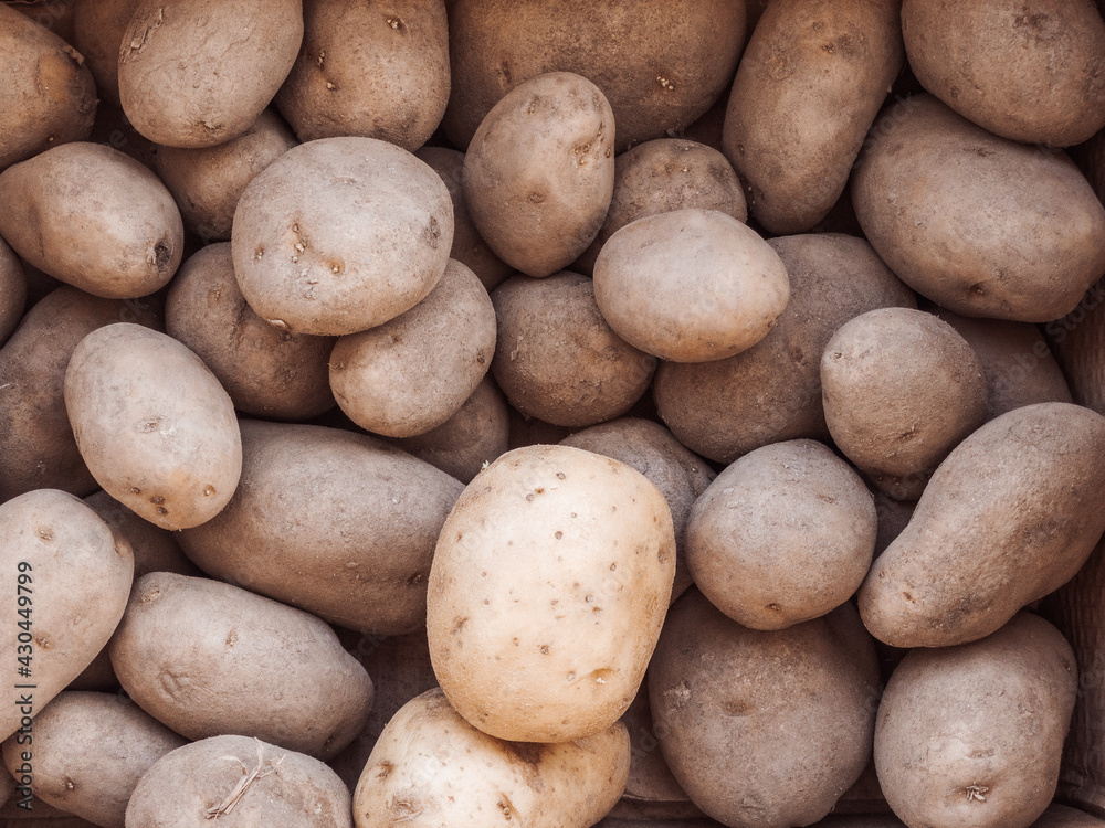 Monalisa Potatoes with one Kennebec on the top Monalisa Potatoes with one Kennebec on the top