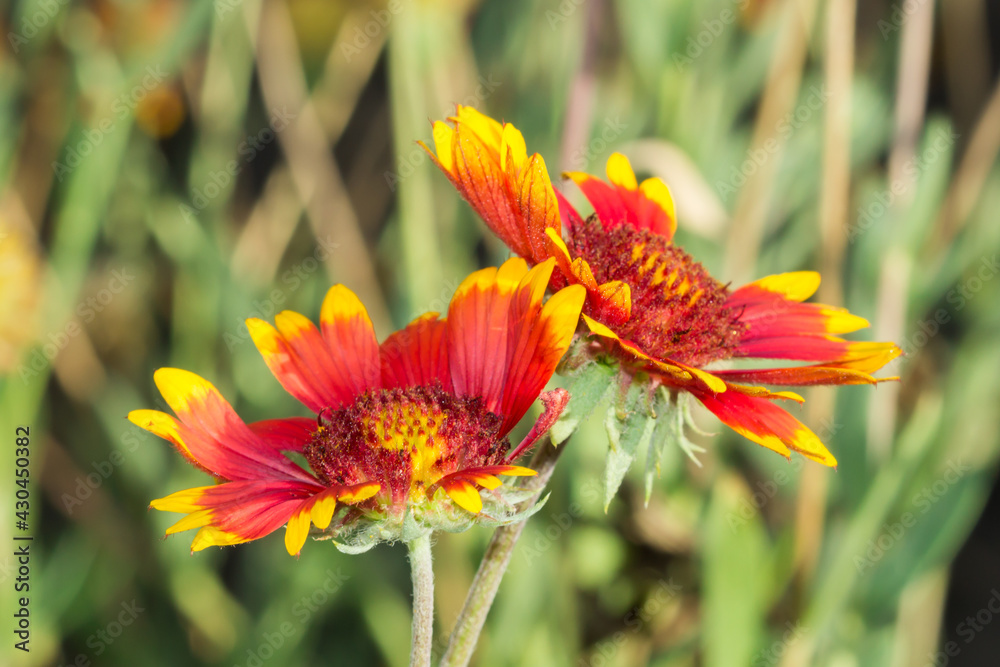 The firewheel (lat. Gaillardia pulchella), of the family Asteraceae. The firewheel (lat. Gaillardia pulchella), of the family Asteraceae.