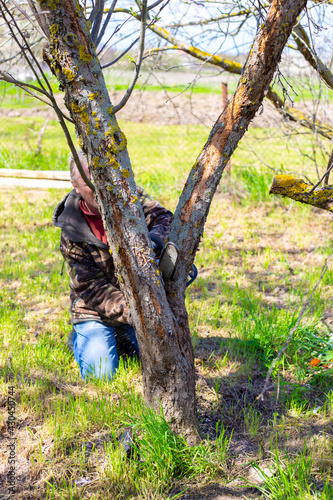 A man with a chainsaw makes pruning of dry branches of old trees in spring. Gardening and tree care