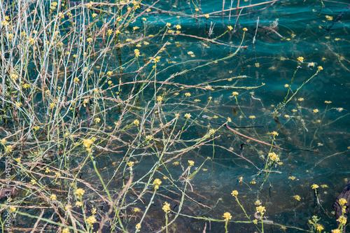 Flores en el río