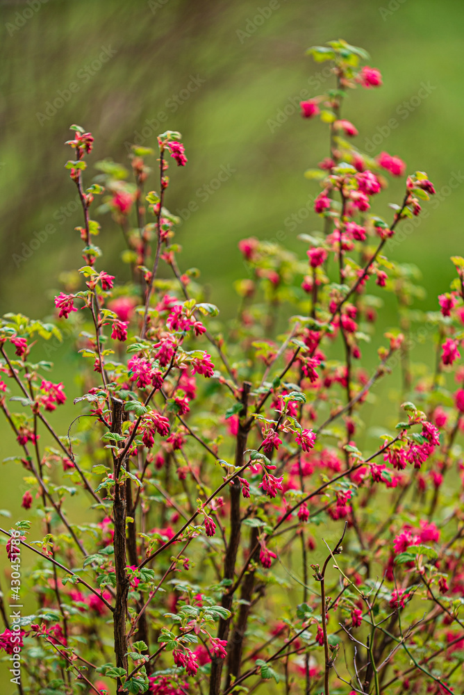 Ribes sanguineum in the garden Ribes sanguineum in the garden