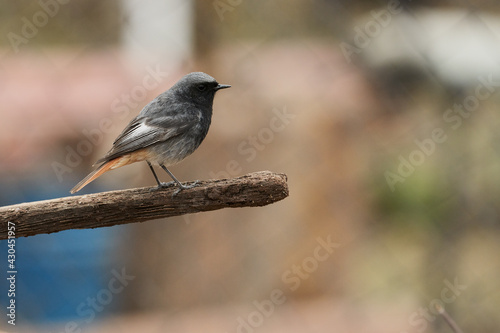 A black-tailed Redstart with a bright rusty-orange tail sits on a stick. Selective focus.