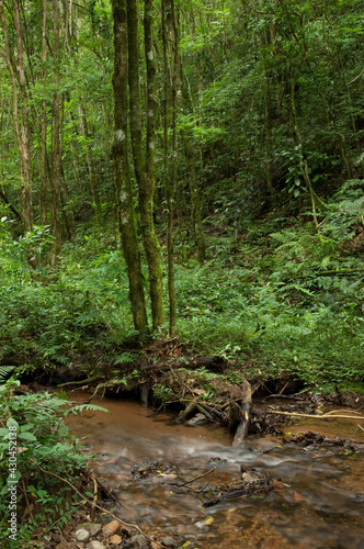 Afluente do rio A  ungui - Floresta com Arauc  ria - S  o Lu  s do Purun   -  Paran    Brasil