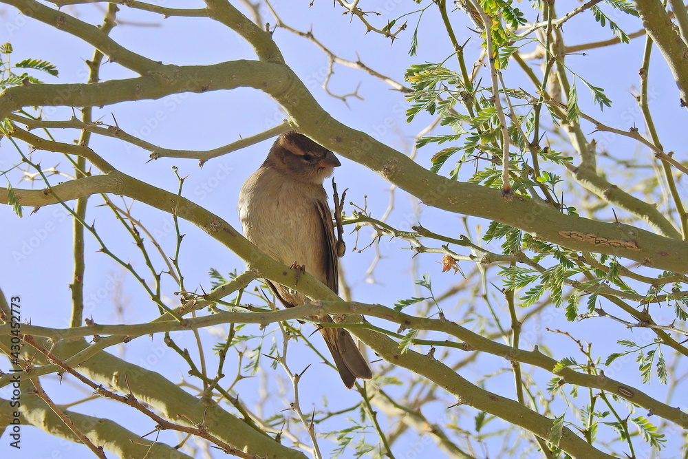 A white-crowned sparrow perched in a tree in Maricopa County, Arizona. A white-crowned sparrow perched in a tree in Maricopa County, Arizona.
