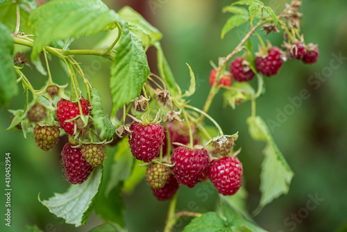 organic raspberry in the garden