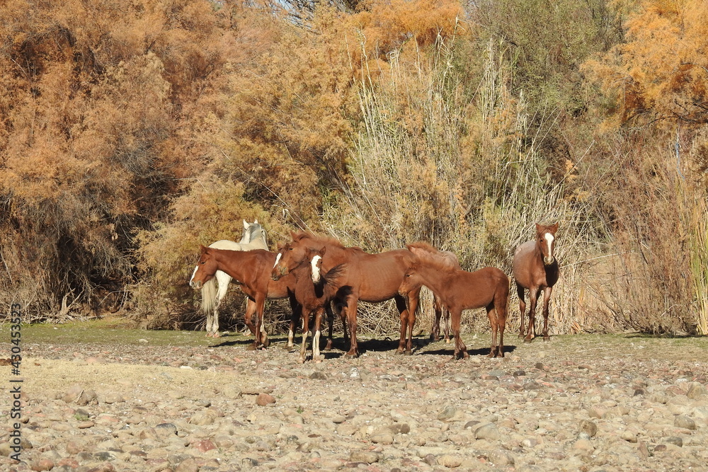 Wild horses living in the Lower Salt River Area of the Sonoran Desert, Arizona. Wild horses living in the Lower Salt River Area of the Sonoran Desert, Arizona.