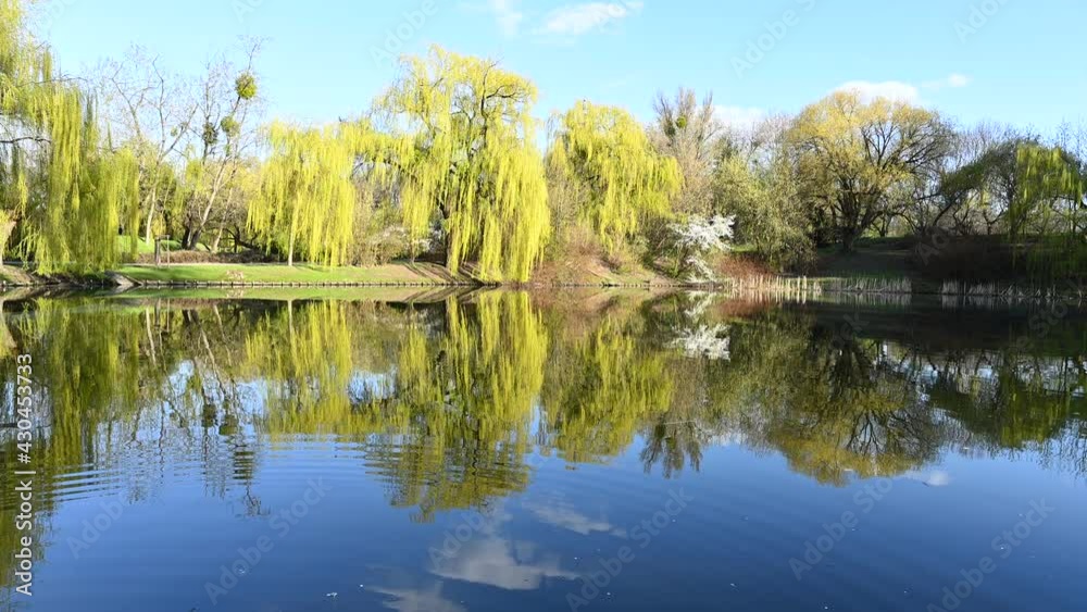 Willow (Chrysocoma) branches above the pond water in the city park Willow (Chrysocoma) branches above the pond water in the city park