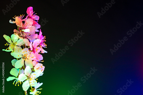Multiple Mirabelle plum plowers blooming in uv. Side composition with copy space.