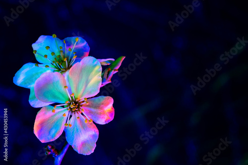 Two Mirabelle plum plowers blooming in uv. Vertical composition.