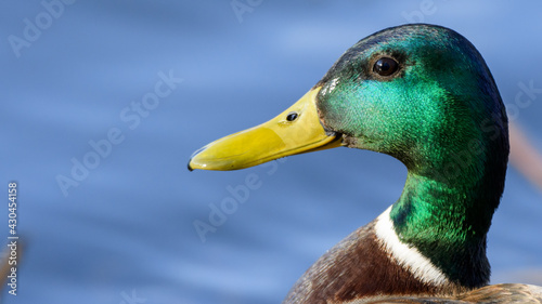 Signle Male mallard duck (Anas platyrhynchos) side profile in golden sun rays. green plumage of mating season and yellow beak.