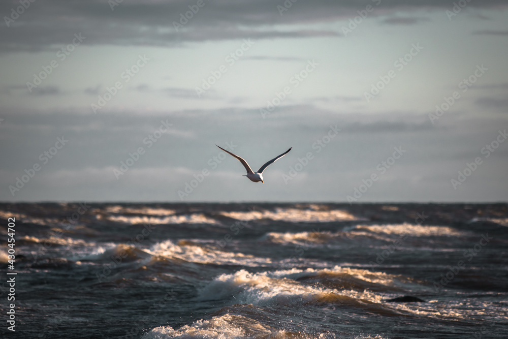 Seagull (Larus argentatus) flying over the sea against a background of blue sky . Beautiful seascape view. 