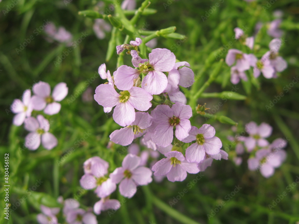 European searocket (Cakile maritima) - lilac-coloured small flowers with four petals, Bornholm island European searocket (Cakile maritima) - lilac-coloured small flowers with four petals, Bornholm island