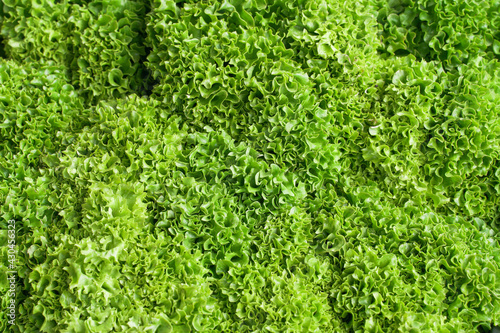 Background of juicy bright leaves of spring leafy greens lettuce.Vegetarian ingredient.
