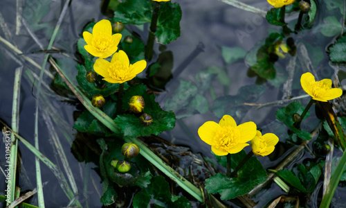 yellow daffodils in spring