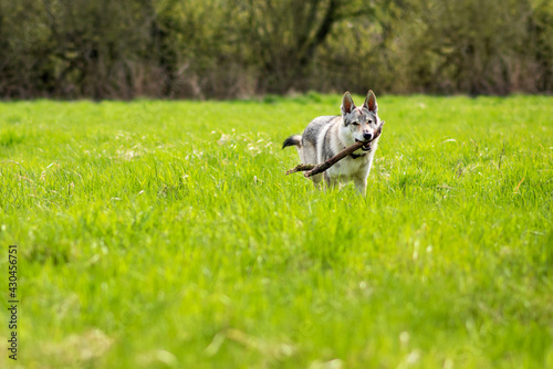 Piękny pies bawiący się na trawie photo