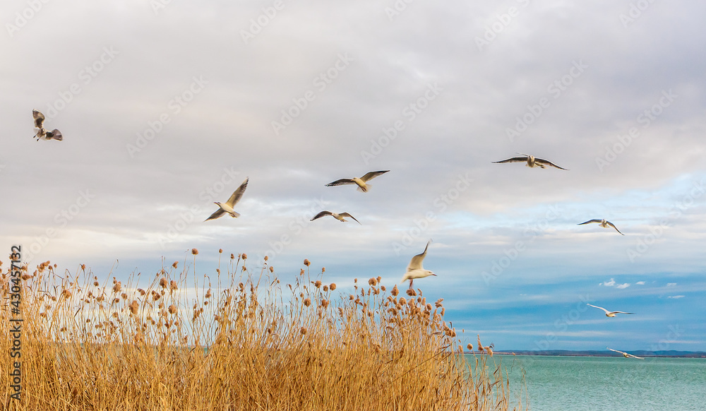 Reeds in winter at the lake Balaton. Hungary, Bbalatonfured