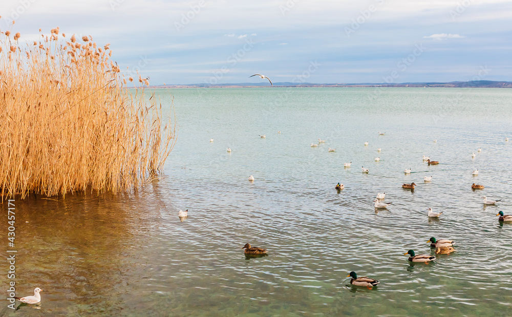 Reeds in winter at the lake Balaton. Hungary, Bbalatonfured